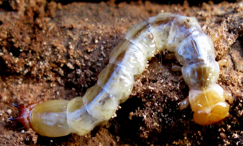 larva di Pyrochroa
